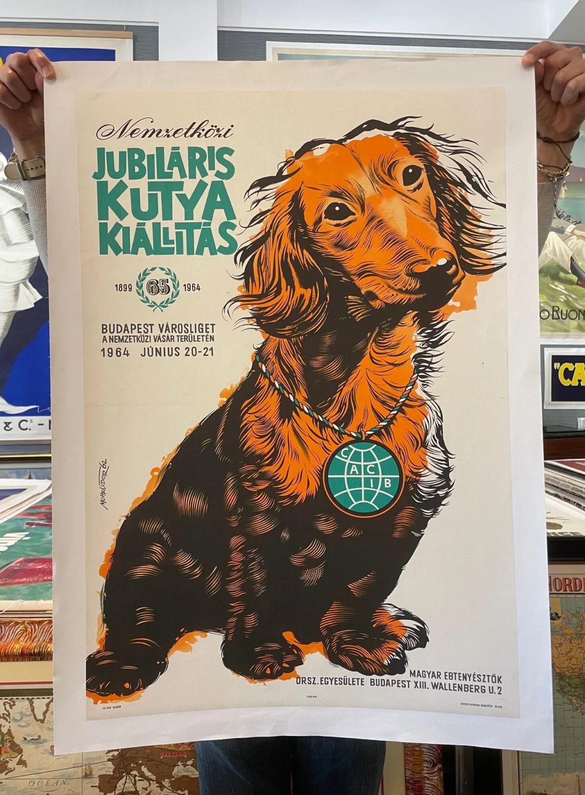 Jubiláris Kutya Kiállitás, Budapest - Dog show
