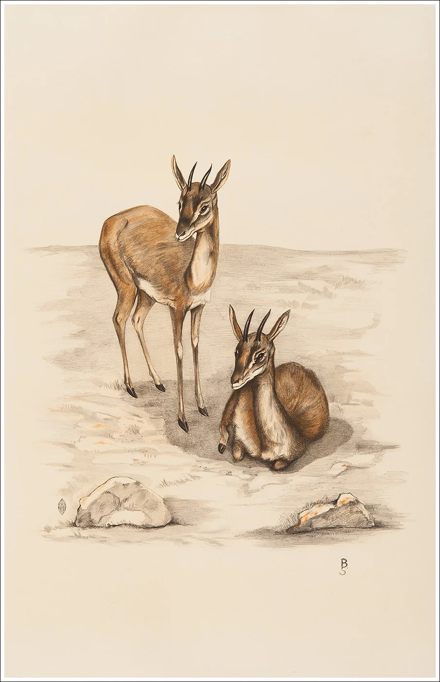 Cervi / Chevreuils / Deers