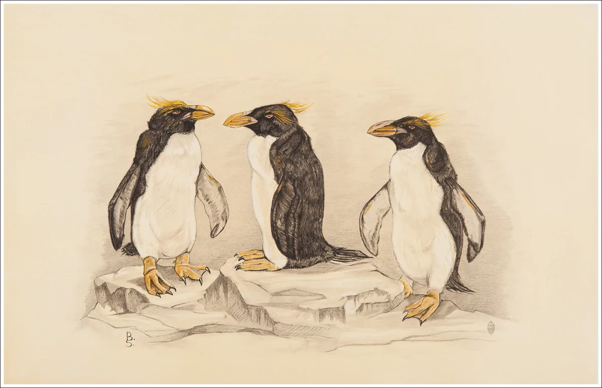 Pinguini / Pingouins / Penguins