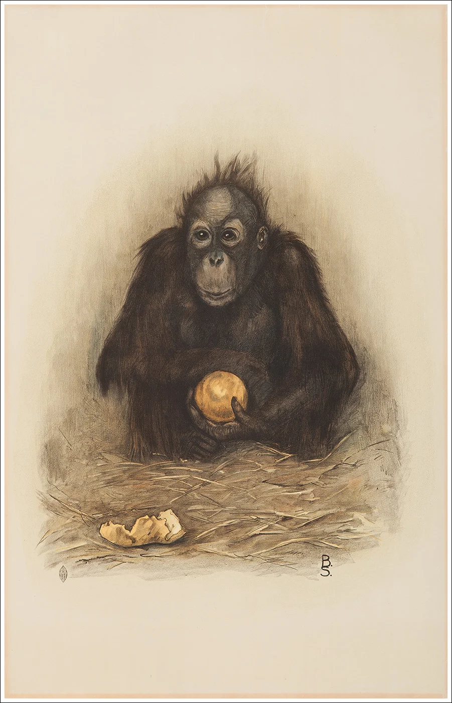 Scimmia / Singe / Monkey