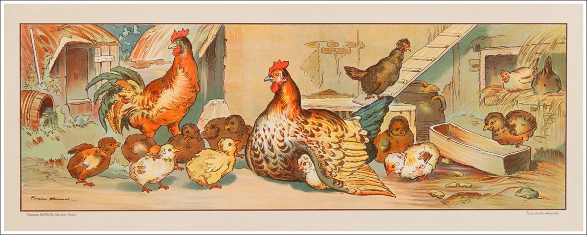 Litografia decorativa scolastica / Frise décorative scolaire de Firmin Bouisset / Galline, poules, hens