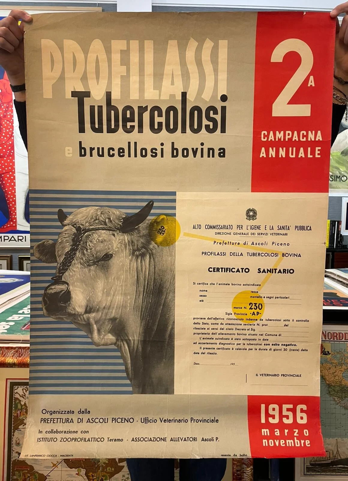 Profilassi tubercolosi e brucellosi bovina, Ascoli Piceno (Marche)