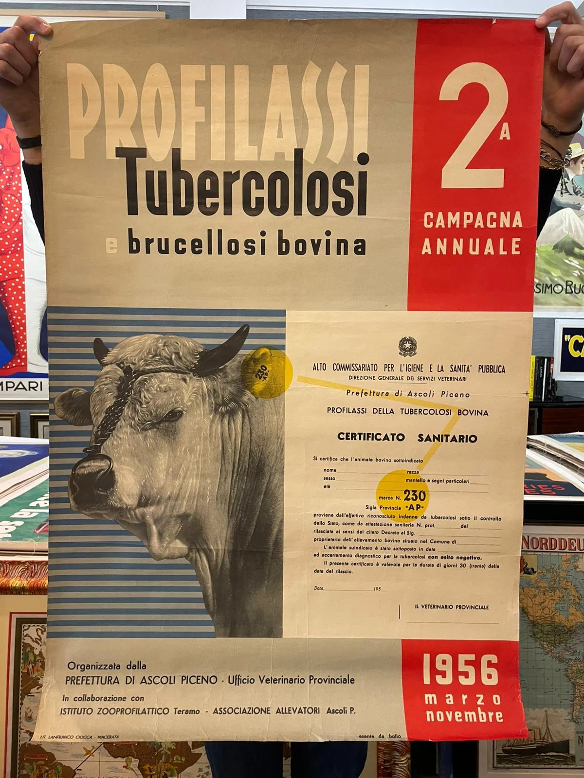 Profilassi tubercolosi e brucellosi bovina, Prefettura di Ascoli Piceno