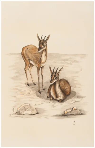 Cervi / Chevreuils / Deers