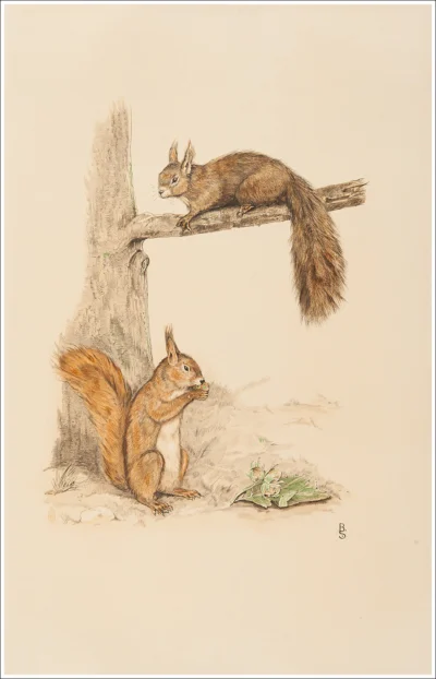 Scoiattoli / Ecureuils / Squirrels