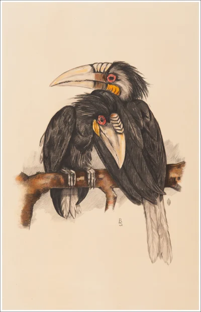 Uccelli / Oiseaux / Birds