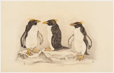 Pinguini / Pingouins / Penguins