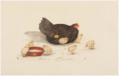 Gallina / Poule / Hen