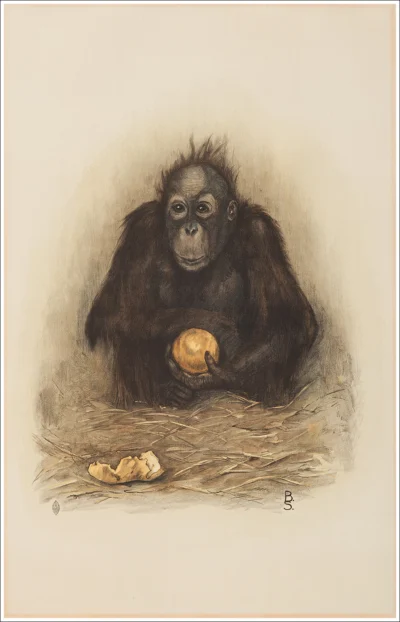 Scimmia / Singe / Monkey