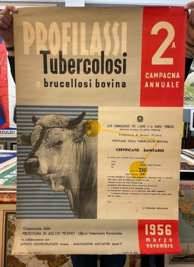 Profilassi tubercolosi e brucellosi bovina, Ascoli Piceno (Marche)